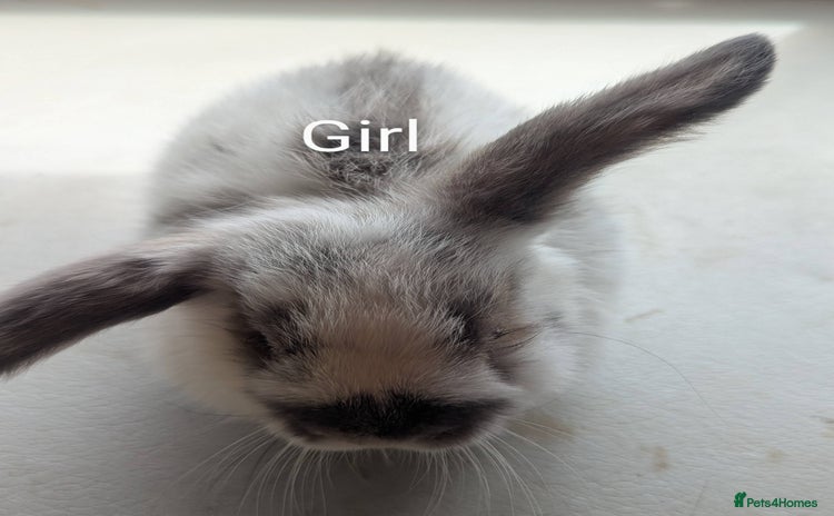 Mini Lop rabbits - Advert 5