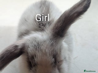 Mini Lop rabbits - Advert 34