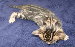 Bengal cats for sale: TICA Registered Bengal Kittens–Ready Nov 2025 🐾 - Image 16