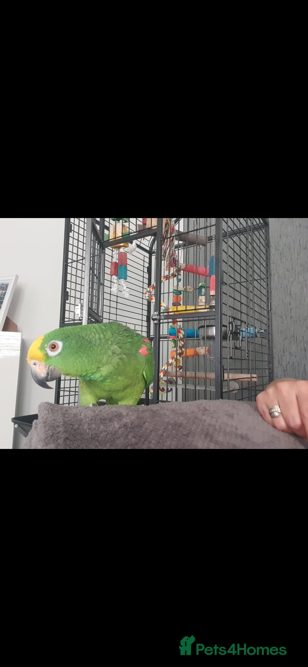 Parrots birds for sale: Yellow fronted amazon - Advert 3