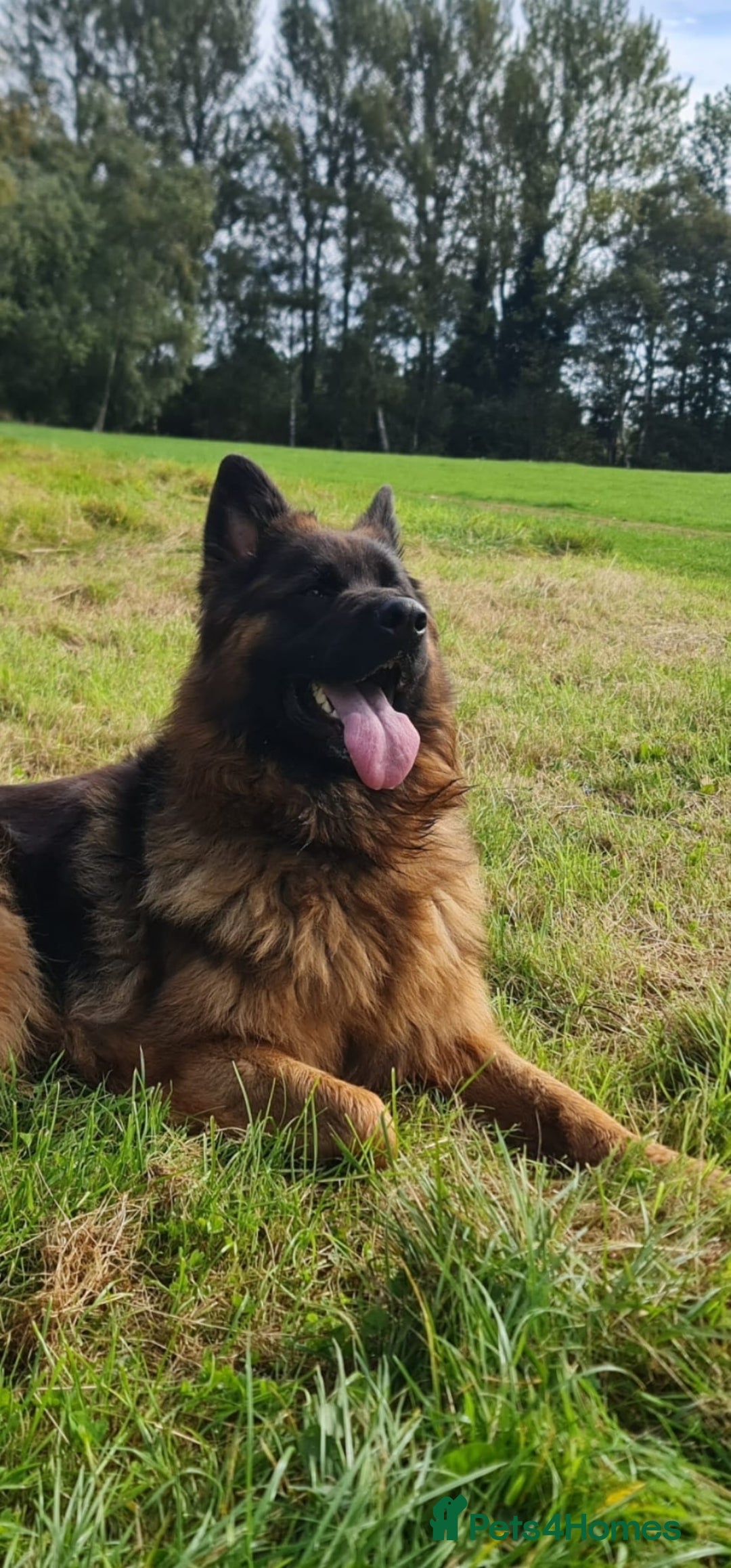 German Shepherd dogs for sale: KC, Top Quality Long Hair GSD Puppies  - Advert 17