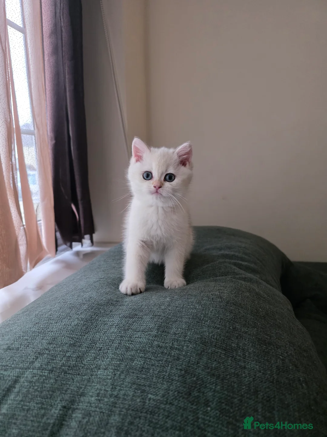 British Shorthair cats for sale: B.Shorthair Kittens Raised in a Loving Family Home - Advert 14
