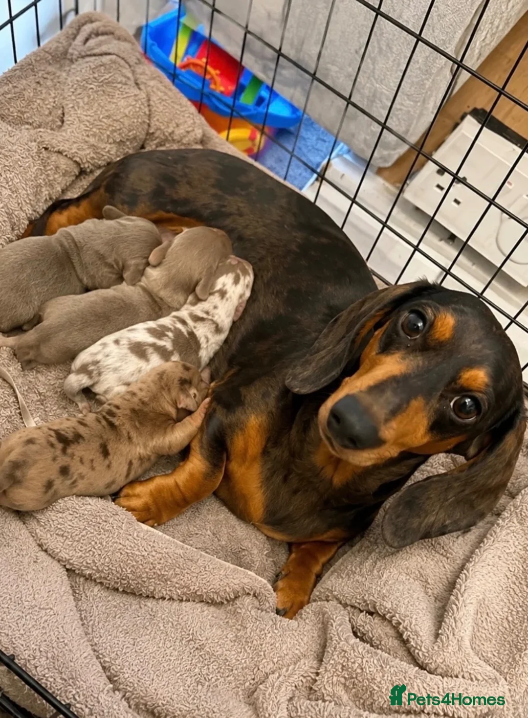 Miniature Dachshund dogs for sale: Miniature dachshund  - Advert 7