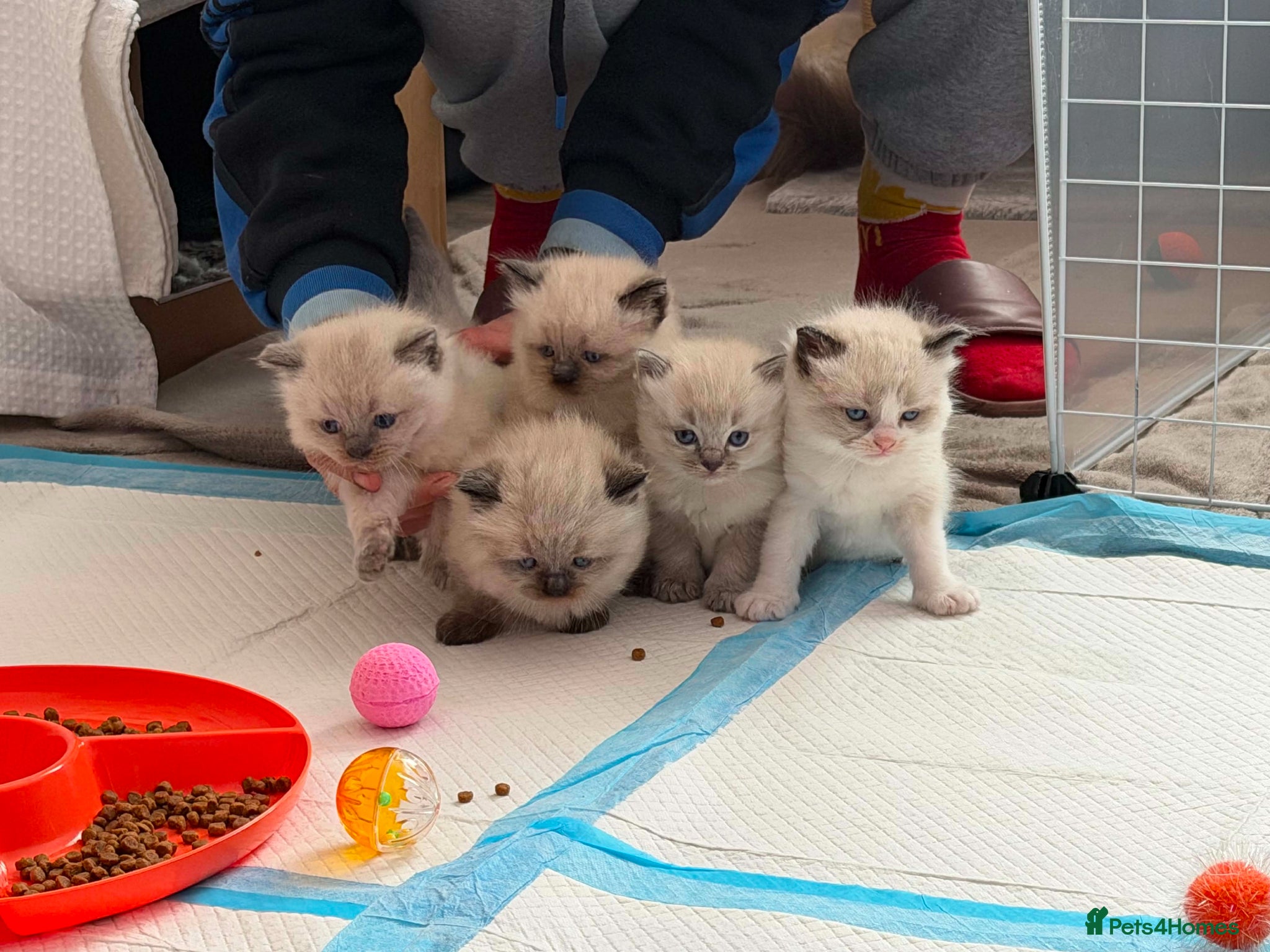 Ragdoll cats for sale: 5 beautiful ragdoll kittens 😸 ♥️  - Advert 1
