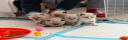 Ragdoll cats for sale: 5 beautiful ragdoll kittens 😸 ♥️  - Advert 1