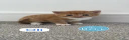 Mixed Breed cats for sale: ginger kittens  in Hailsham - Advert 27