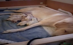 Labrador Retriever dogs for sale: Beautiful chunky yellow  Labrador puppy’s  - Image 10