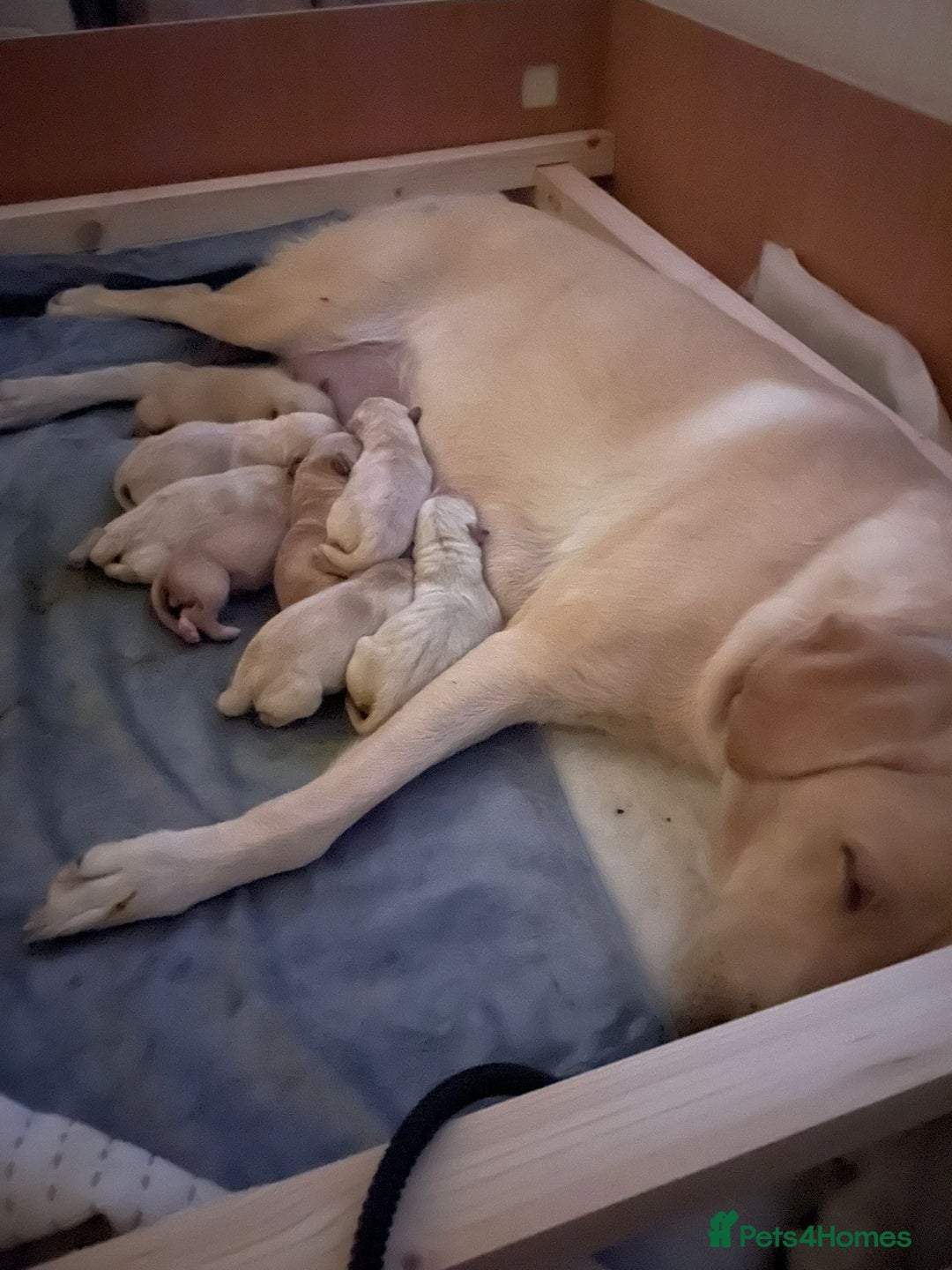 Labrador Retriever dogs for sale: Beautiful chunky yellow  Labrador puppy’s  - Image 10