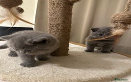 British Shorthair cats for sale: British Shorthair kittens Lilac/Blue 3 Girls 1 Boy - Image 18