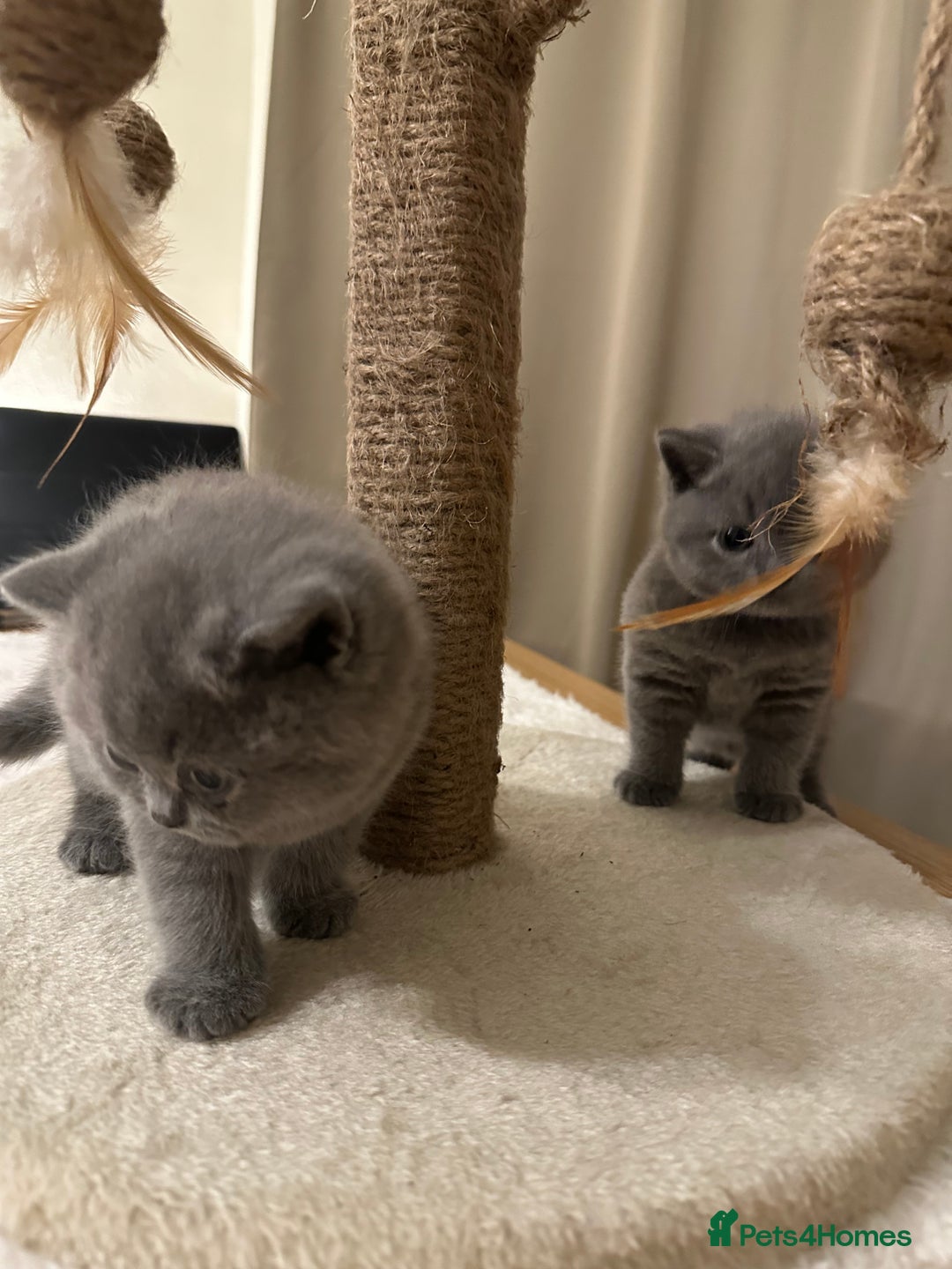 British Shorthair cats for sale: British Shorthair kittens Lilac/Blue 3 Girls 1 Boy - Image 18
