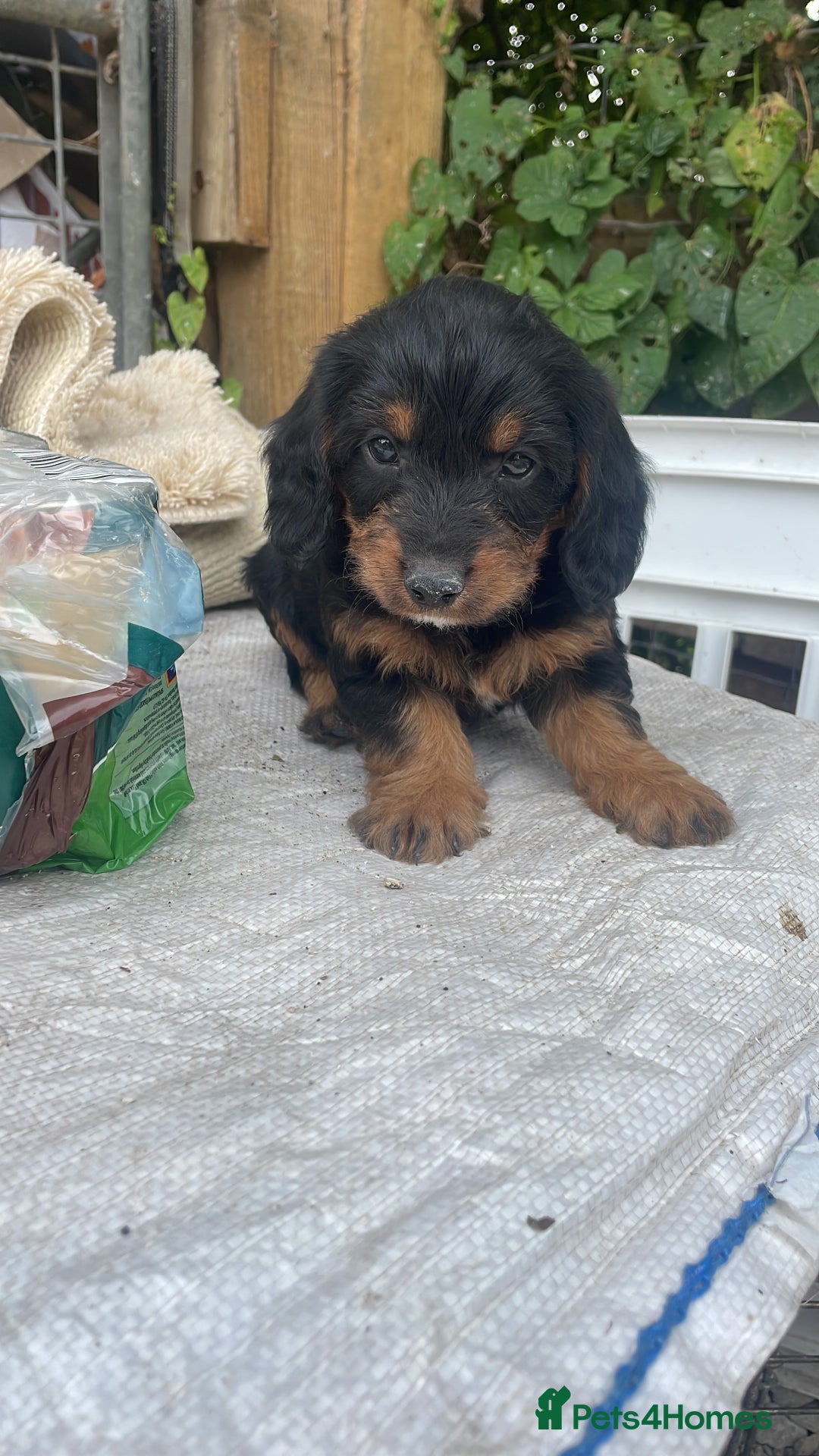 Doxiepoo dogs for sale: Doxiepoos - Image 2
