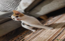 Mixed Breed cats for sale: Kittens  - Image 7