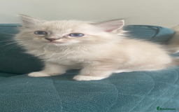Ragdoll cats for sale: Stunning ragdoll kittens - Image 3