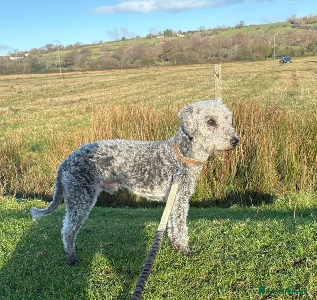 Bedlington Terrier dogs for sale: Bedlington /Whippet 1st cross - Advert 2