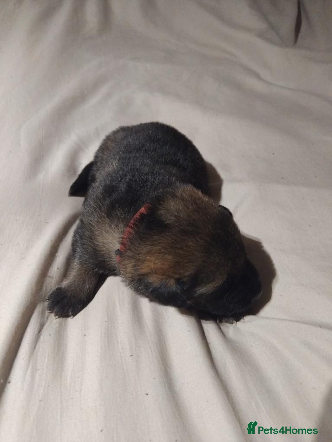 German Shepherd dogs for sale: German shepherd puppy’s kennel club registered  - Advert 22