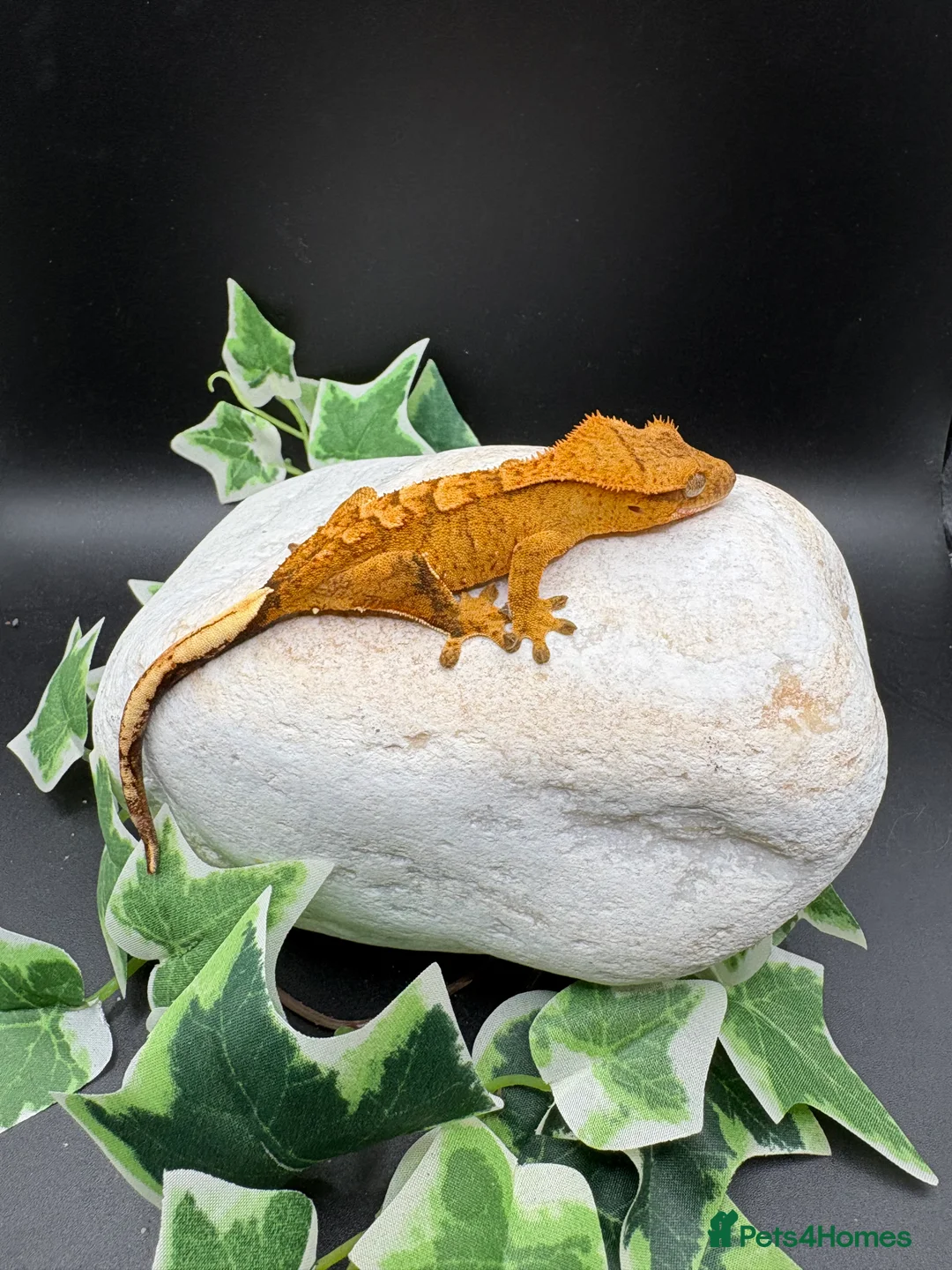 Gecko reptiles for sale: Crested geckos  - Advert 11