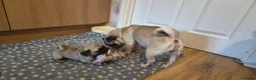 Pug dogs for sale: Pugs Puppies for sale - Advert 18