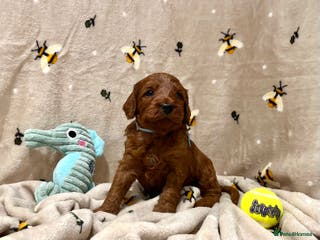 Cockapoo dogs 🌟Red F1BB Hypoallergenic DNA✅ Mini Show Cockapoos - Advert 3