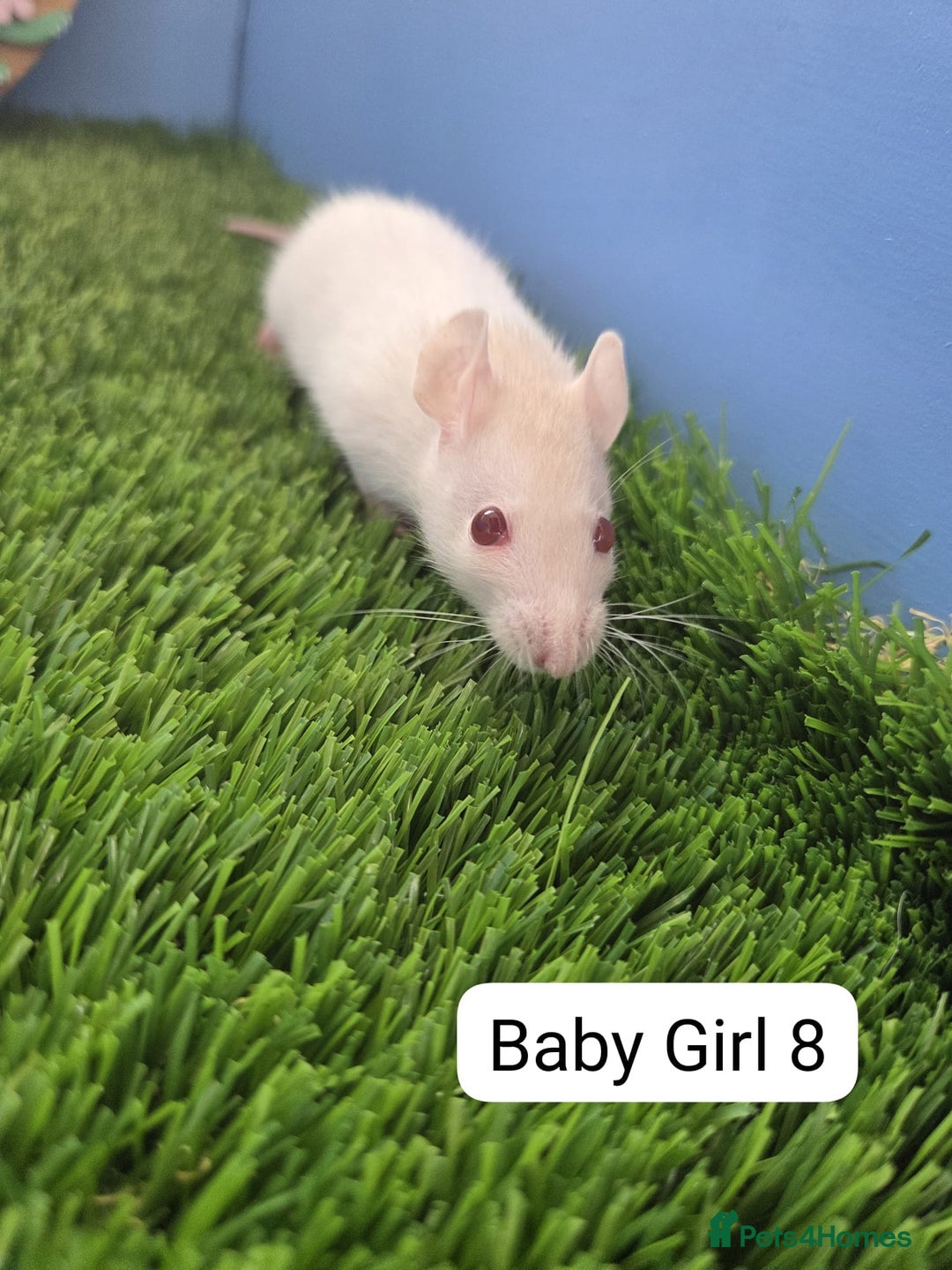 Rat rodents for sale: Baby Rats Girls Female Dwarf  - Image 7
