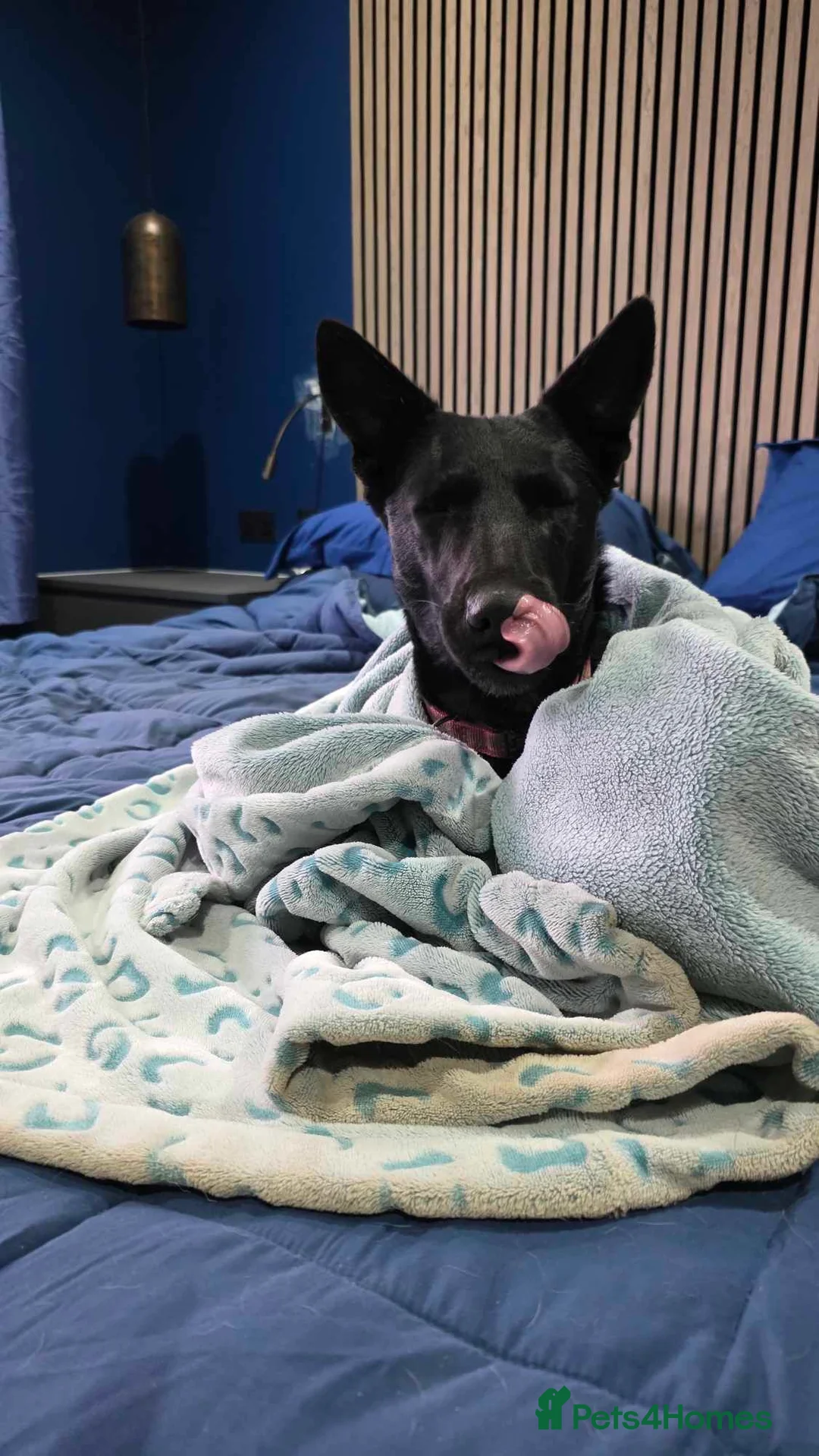 Mixed Breed dogs for adoption: NELLIE - Advert 6