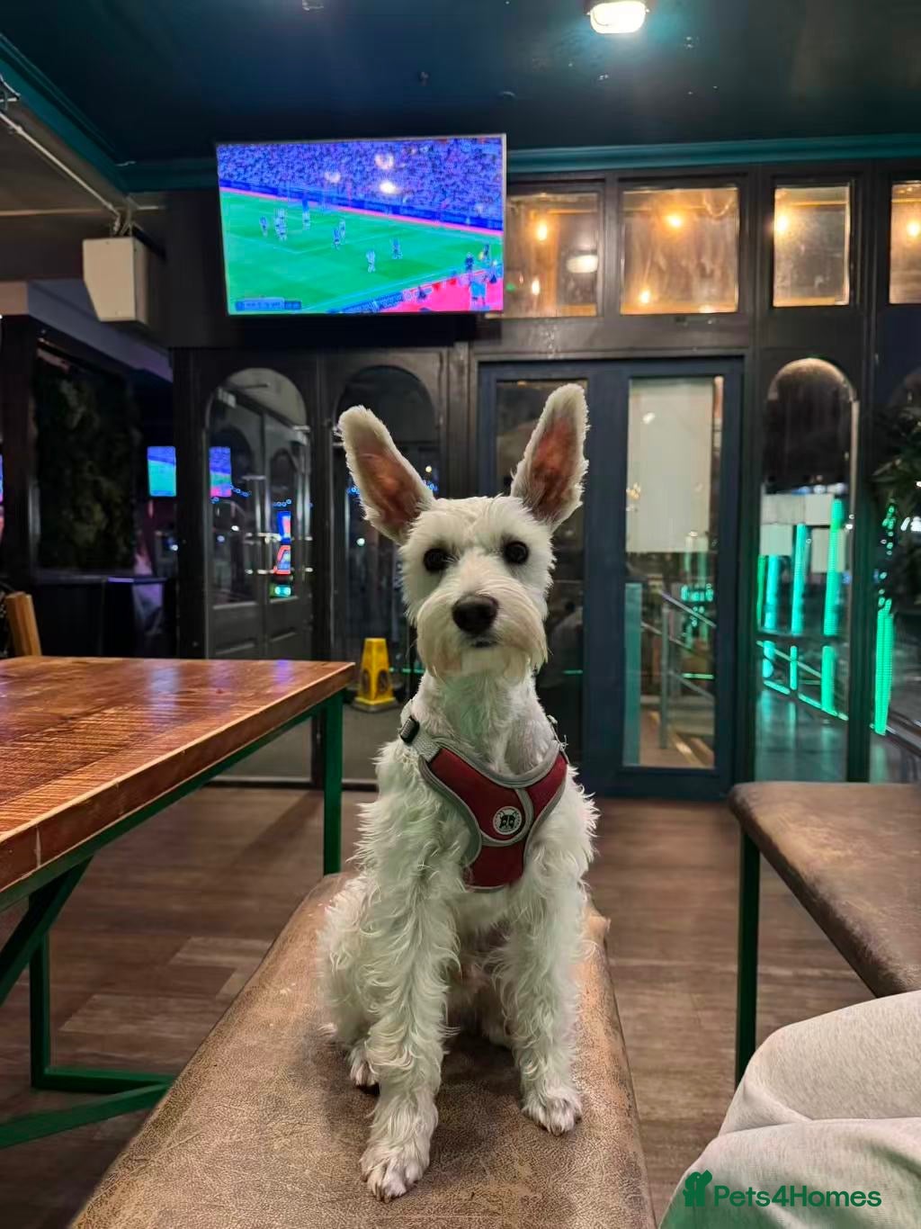 Miniature Schnauzer dogs KC Regi Mini Schnauzer ♂ Looking for a Girlfriend - Advert 1