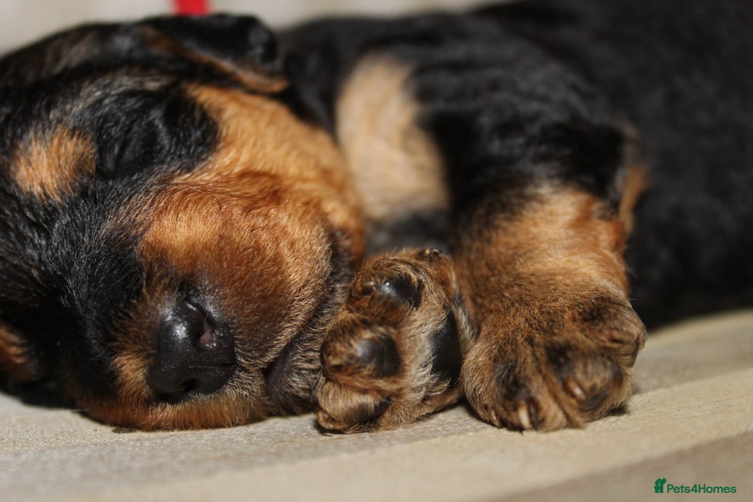 Airedale Terrier dogs for sale: KC Female Airedale Puppy🌟🐾 - Advert 13