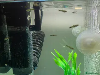 Mollies fish Small litter of Guppies - Advert 7