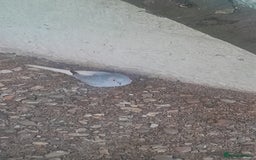 Budgerigars birds for sale: Canary, 2 budgies and a dove  - Advert 3