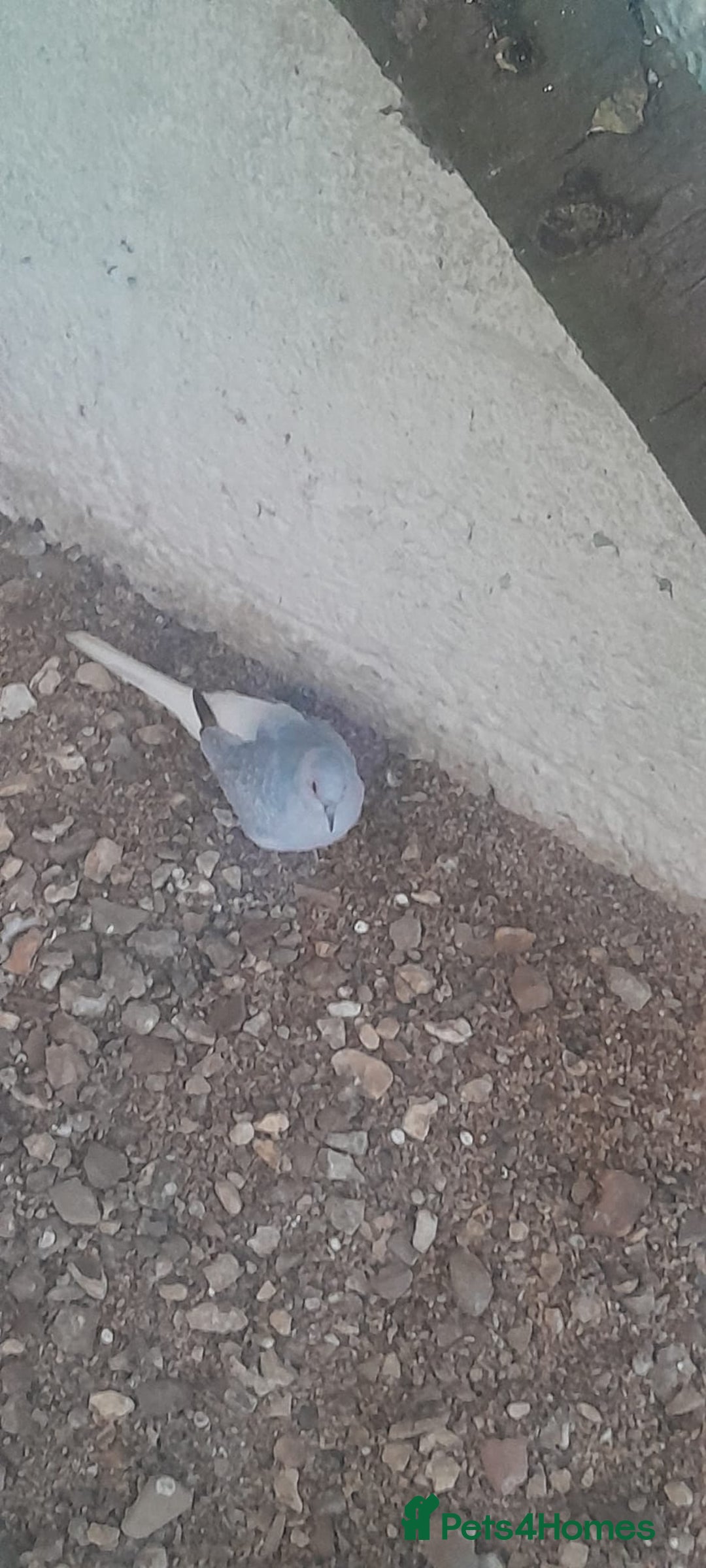 Budgerigars birds for sale: Canary, 2 budgies and a dove  - Advert 3