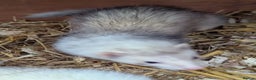 Ferret rodents for sale: Several beautiful ferrets - Advert 5