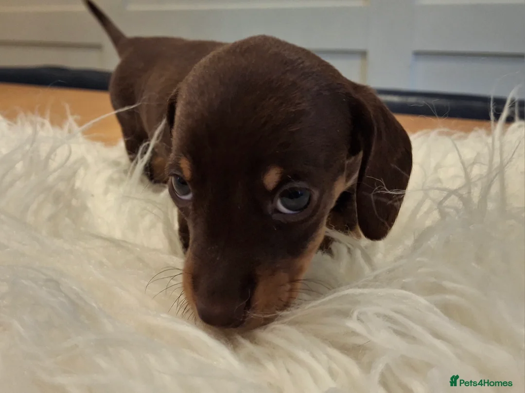 Miniature Dachshund dogs for sale: 🐾❤️ KC Reg Smooth Haired Miniature Dachschund  - Advert 11