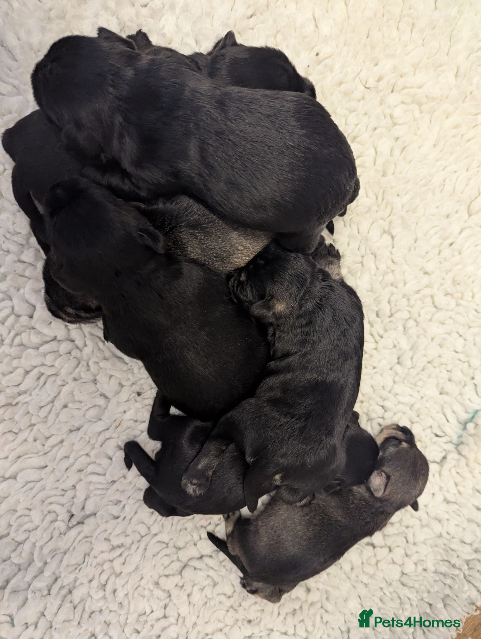 Miniature Schnauzer dogs KC reg'd,Health Tested Miniature Pups 5* Breeder - Advert 2