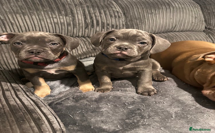 Mixed Breed dogs - Advert 10