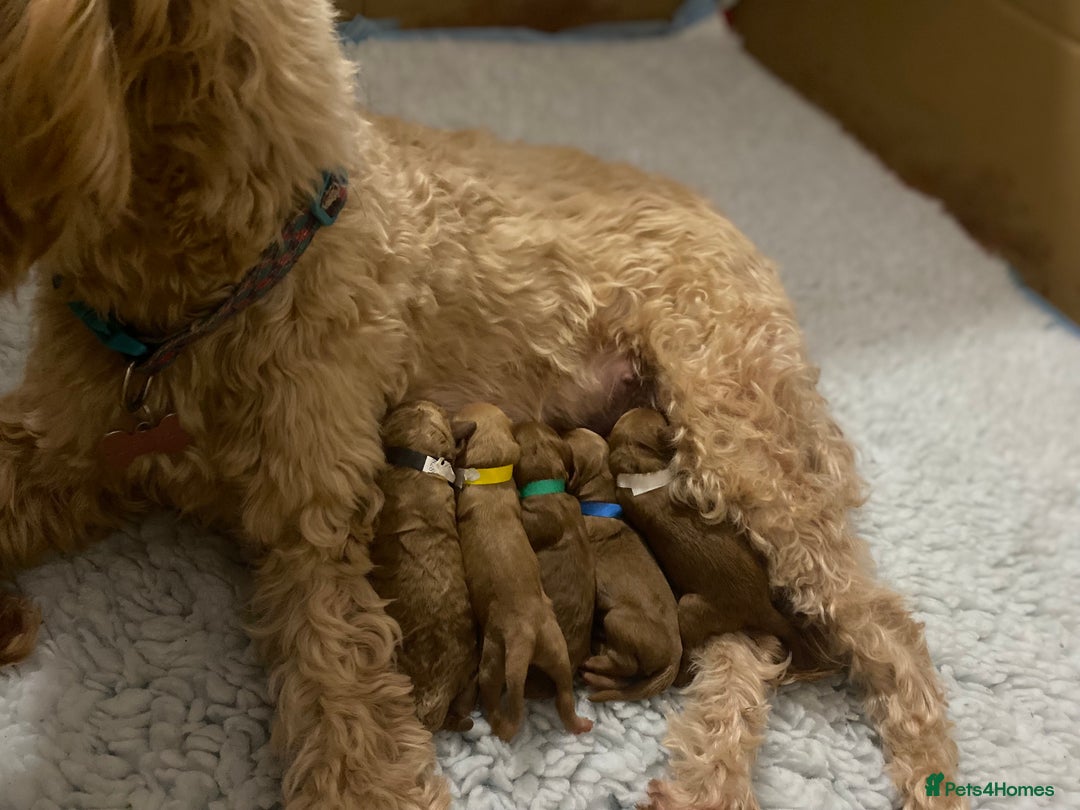 Mixed Breed dogs for sale: Miniature Double Doodles - Advert 4