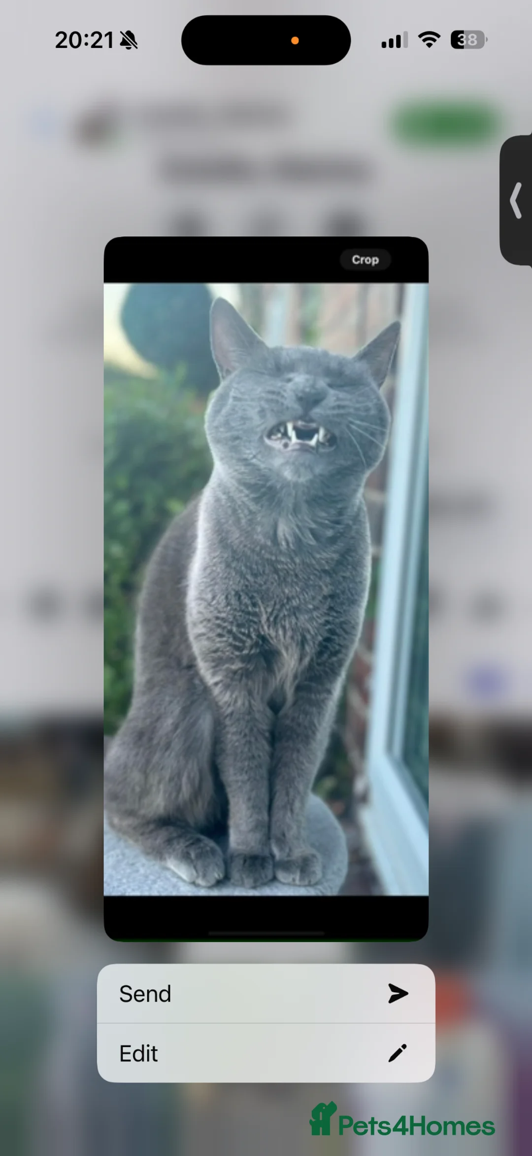 Domestic Shorthair cats for sale: This is miley  in Sheffield - Advert 4