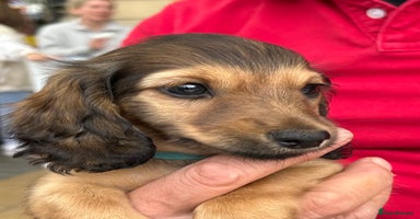 Miniature Dachshund dogs - Advert 11