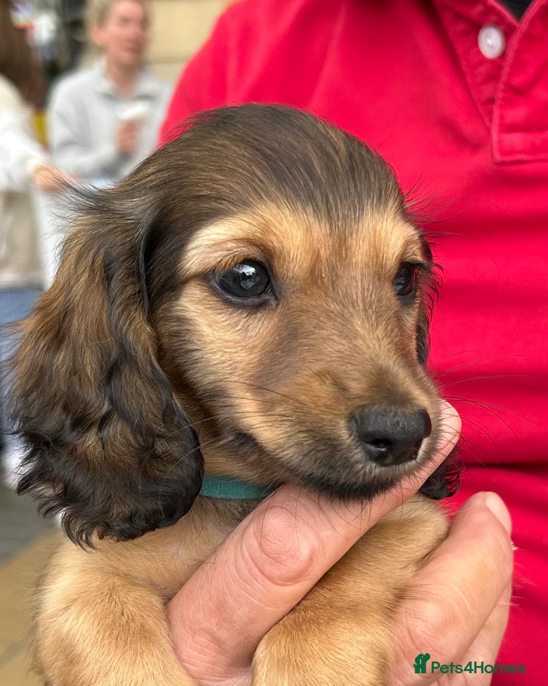 Miniature Dachshund dogs for sale: Reduced, mini L/H £1300 - Image 4
