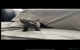 Russian Blue cats for sale: Russian blue kittens  - Image 5