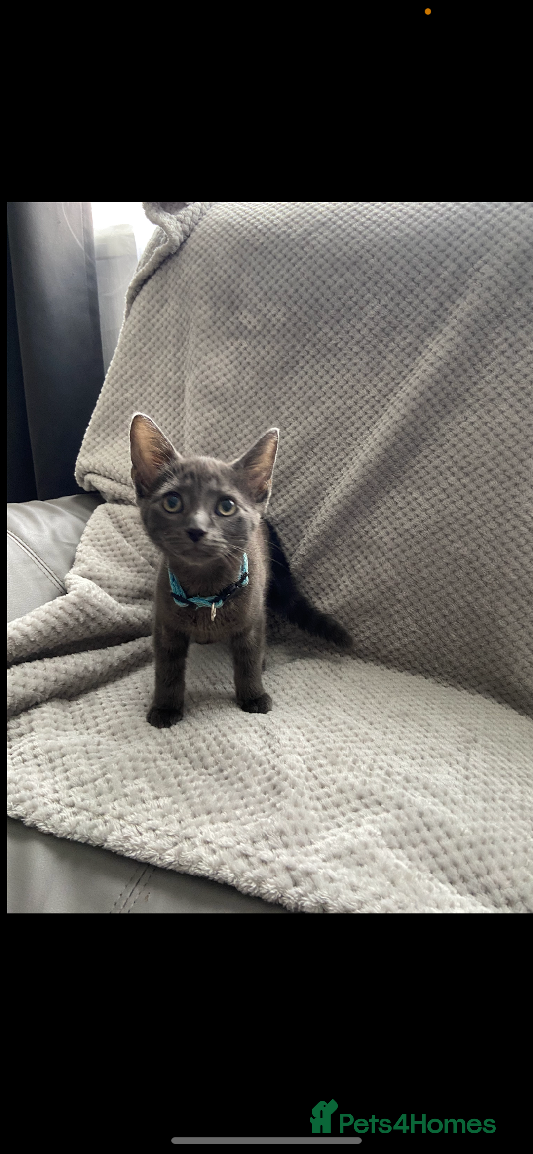 Russian Blue cats for sale: Russian blue kittens  - Image 5