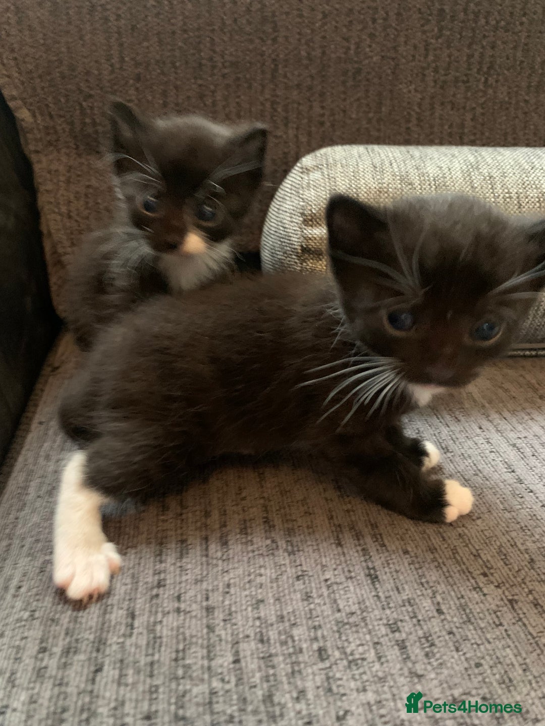 Mixed Breed cats for sale: Beautiful litter of kittens for sale  - Advert 3