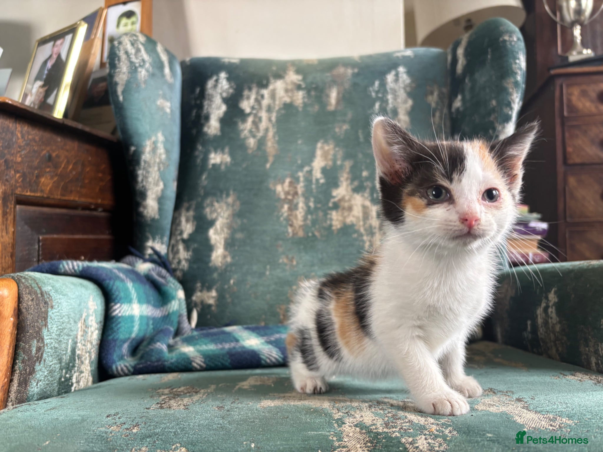 Mixed Breed cats 1 left!Gorgeous kittens - Advert 1