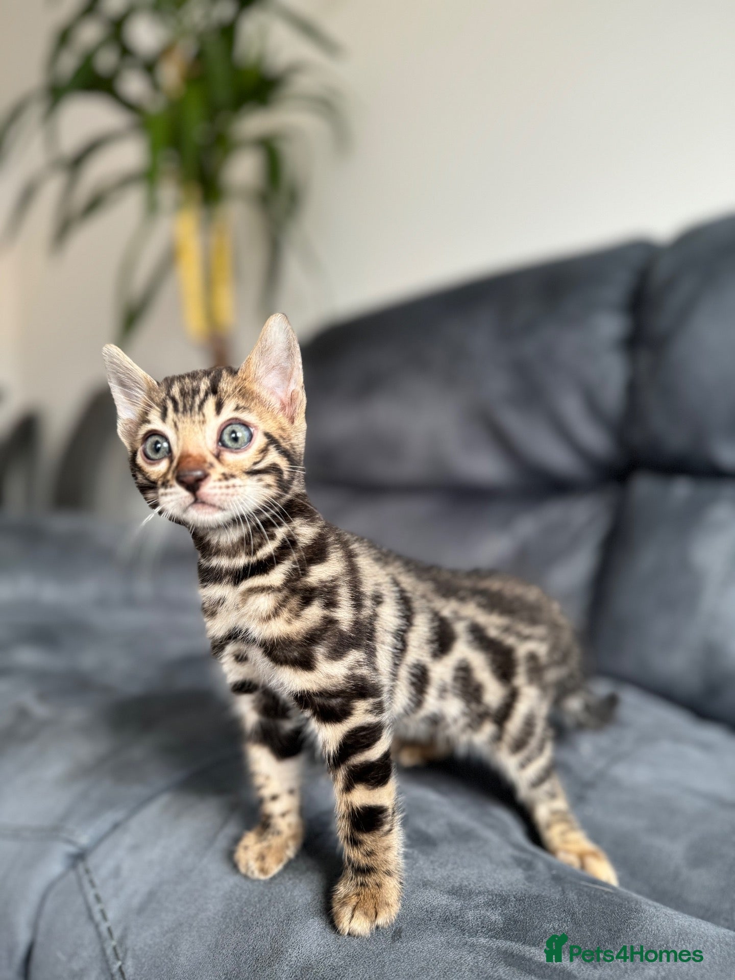 Bengal cats Bengal Kittens For Sale (3 Left) - Advert 1