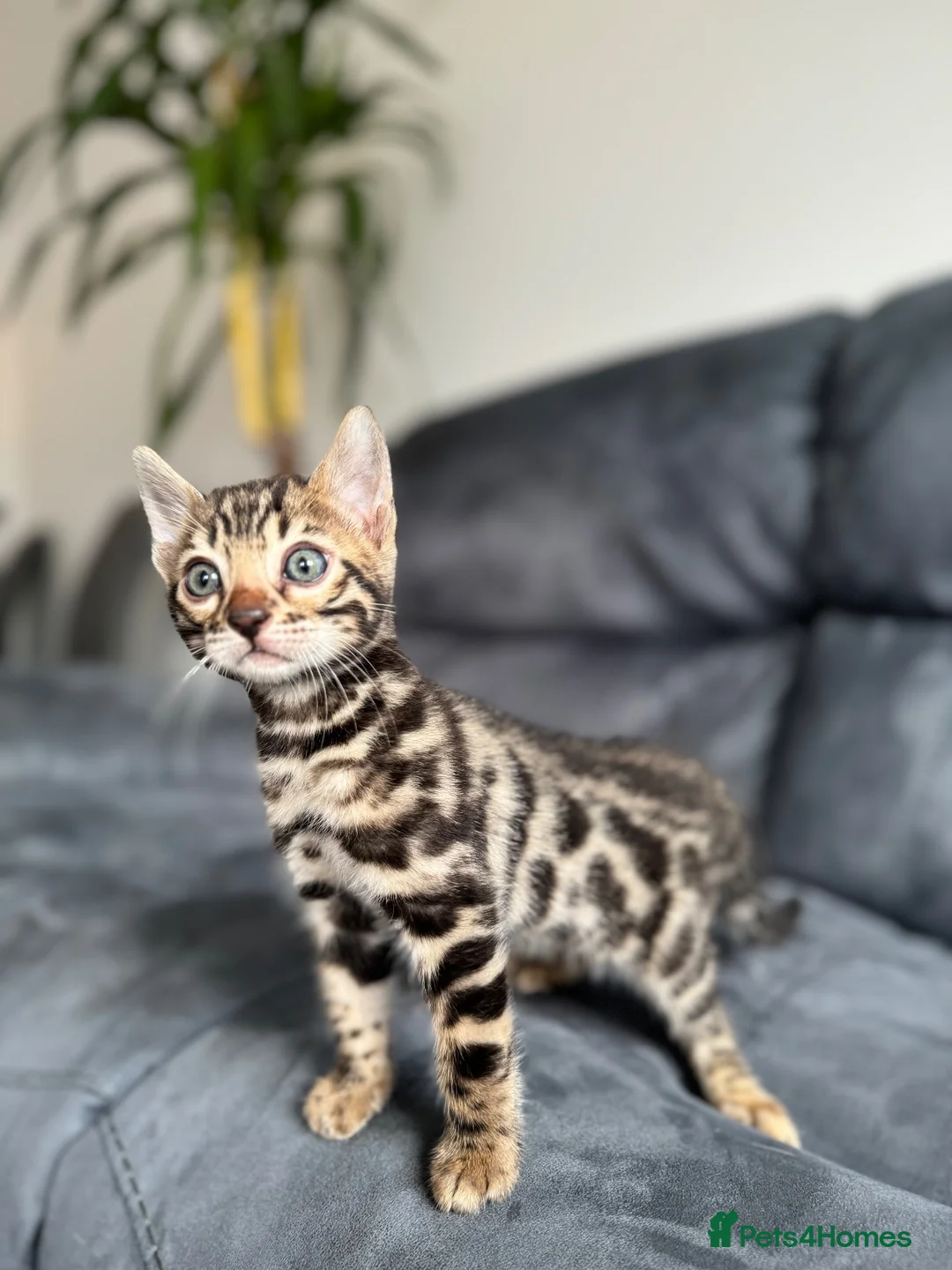 Bengal cats for sale: Bengal Kitten For Sale (Ready to go - Last One) - Advert 2