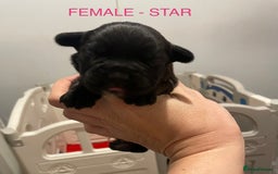 Labradoodle dogs for sale: 2 BEAUTIFUL MALES & 1 FEMALE LABRADOODLE PUPPIES - Image 4