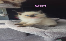 Ragdoll cats for sale: Ragdoll kittens  - Image 12
