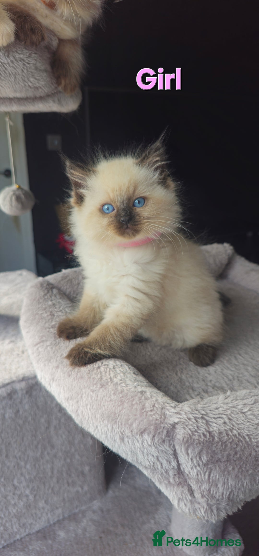Ragdoll cats for sale: Ragdoll kittens  - Image 12