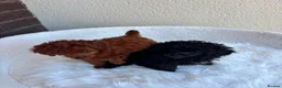 Toy Poodle dogs for stud: Silver health tested Asian poodle- 20 cm tall - Advert 3
