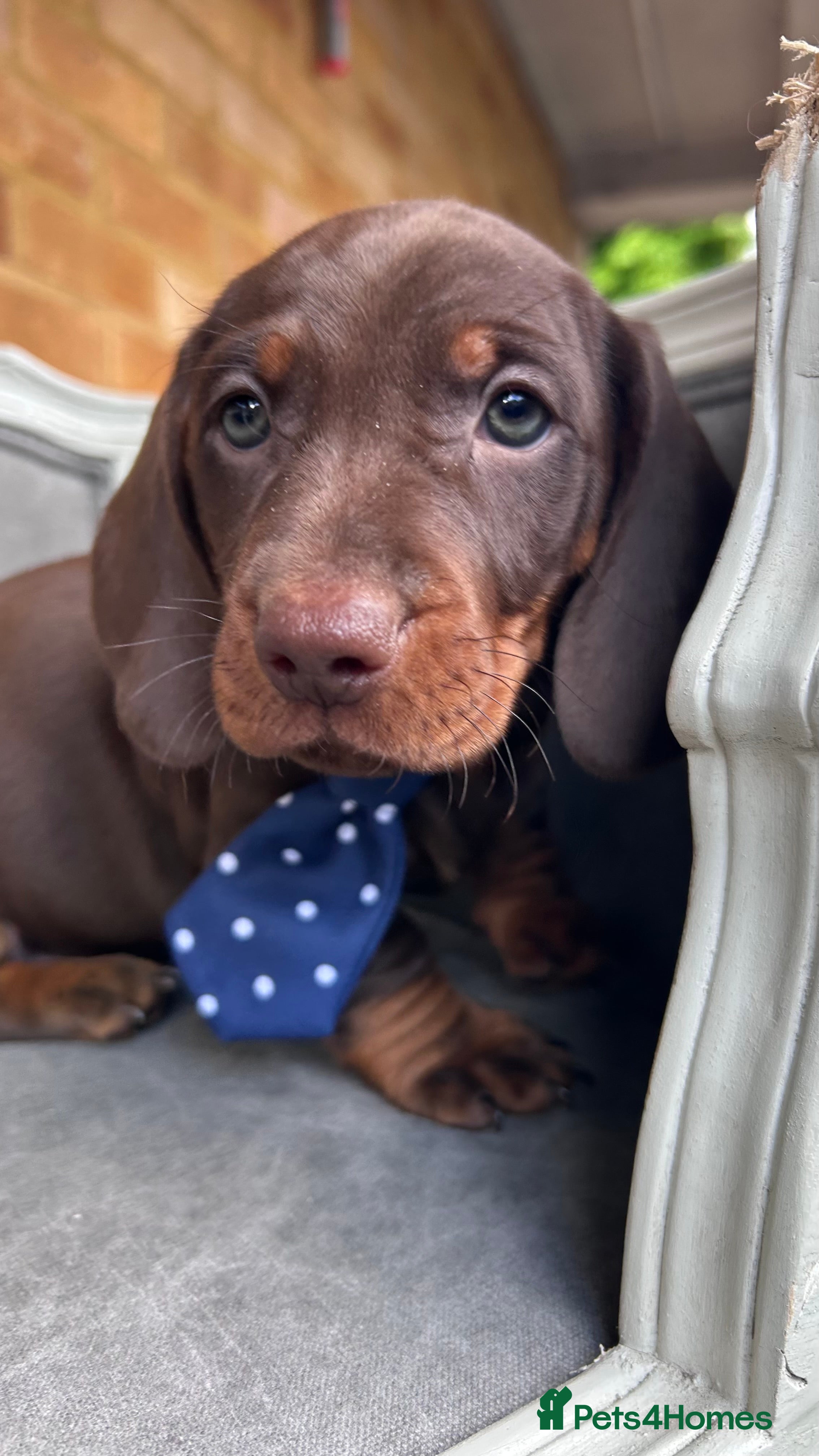 Dachshund dogs Standard dachshund puppies  - Advert 1