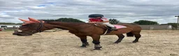 English Thoroughbred horses for sale: A real confidence giver  - Advert 1
