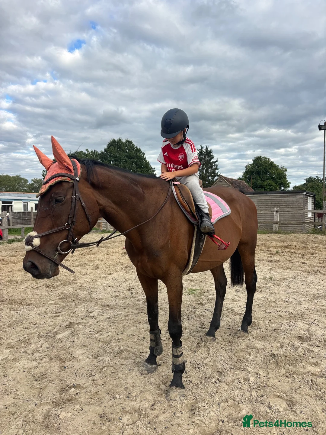 English Thoroughbred horses for sale: A real confidence giver  - Advert 1